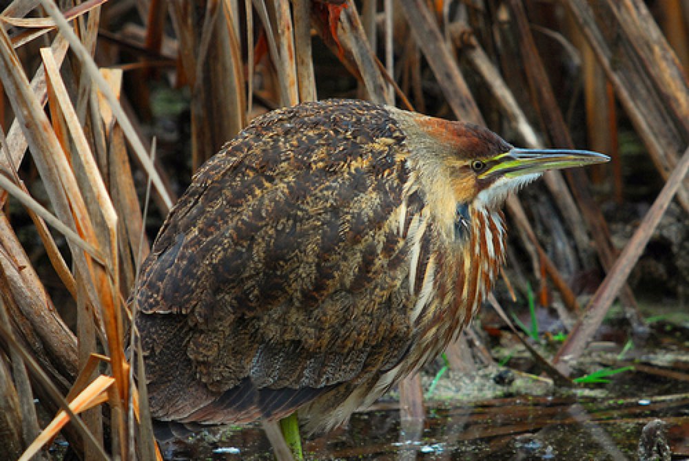 American Bittern