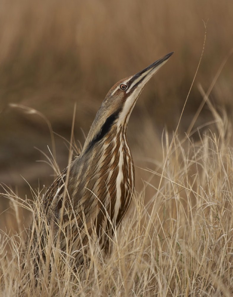 Male American Bittern