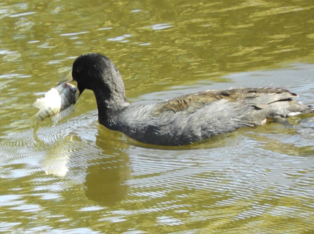 American Coot