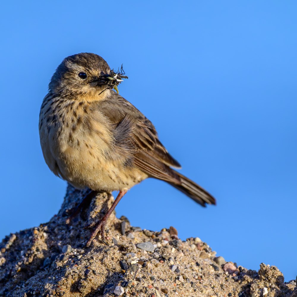 American Pipit