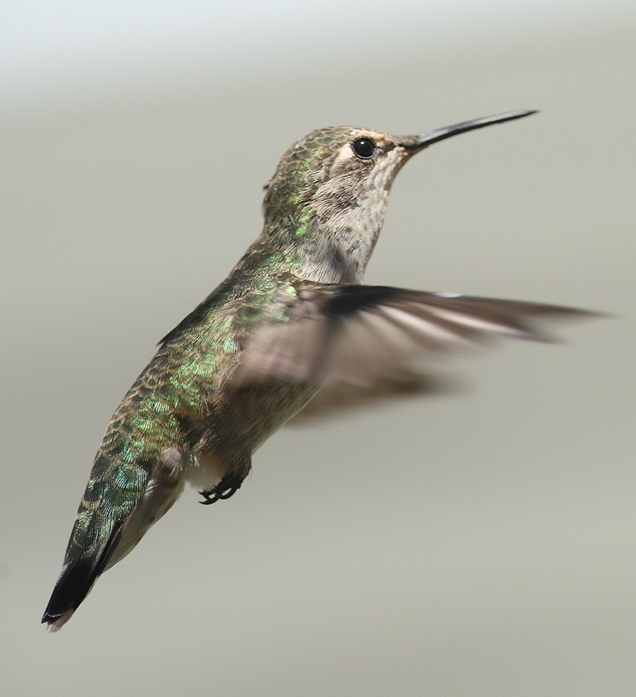 Female Anna's Hummingbird