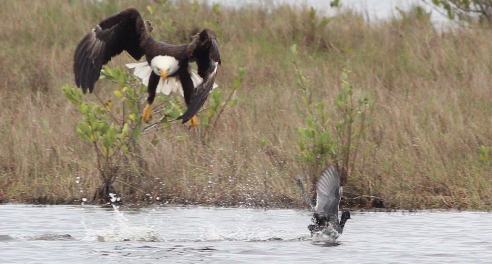 Bald Eagle