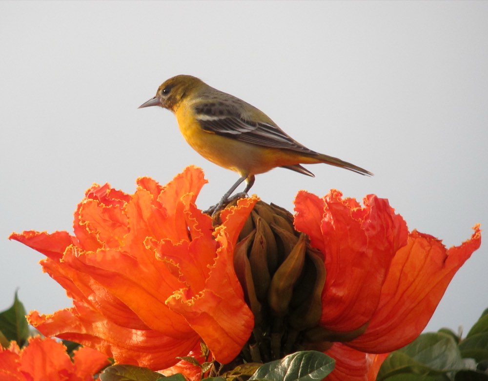 Female Baltimore Oriole
