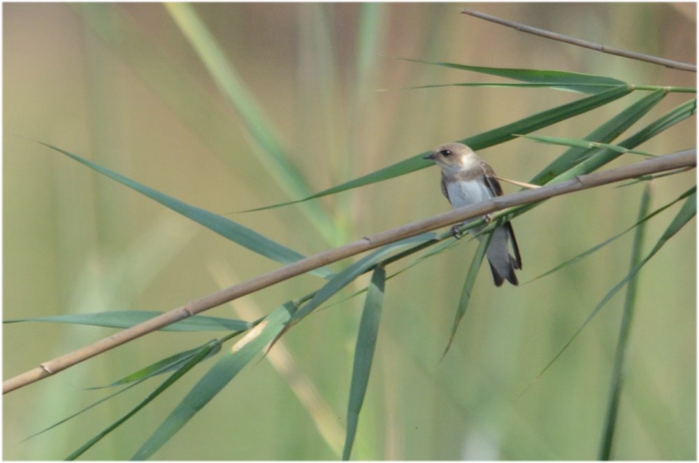 Bank Swallow