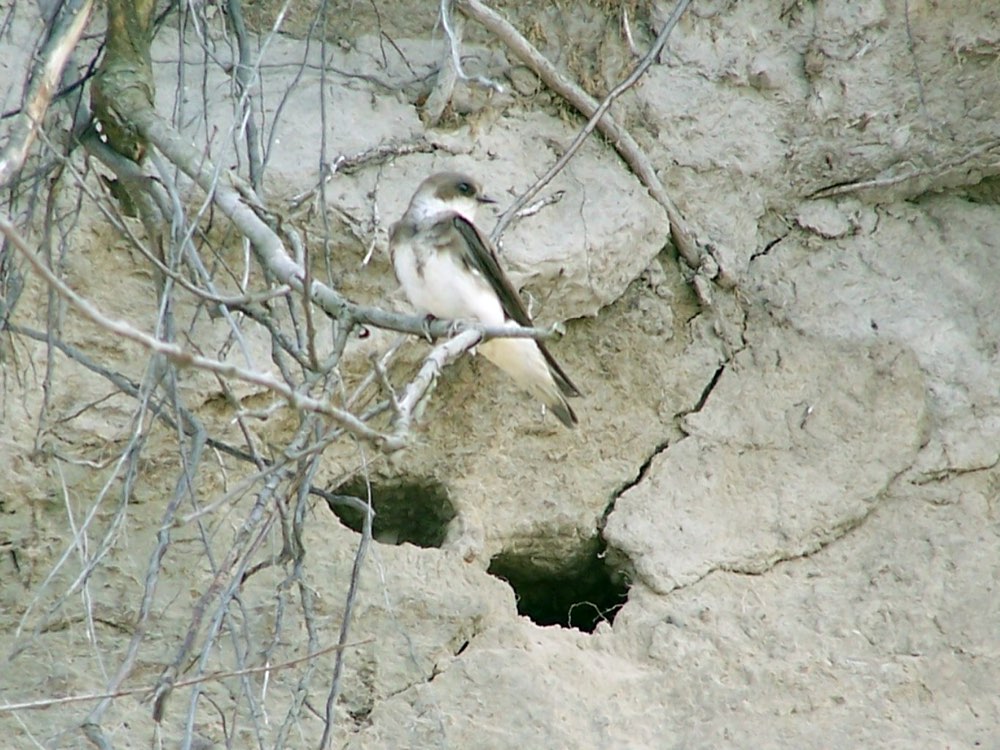 Bank Swallow
