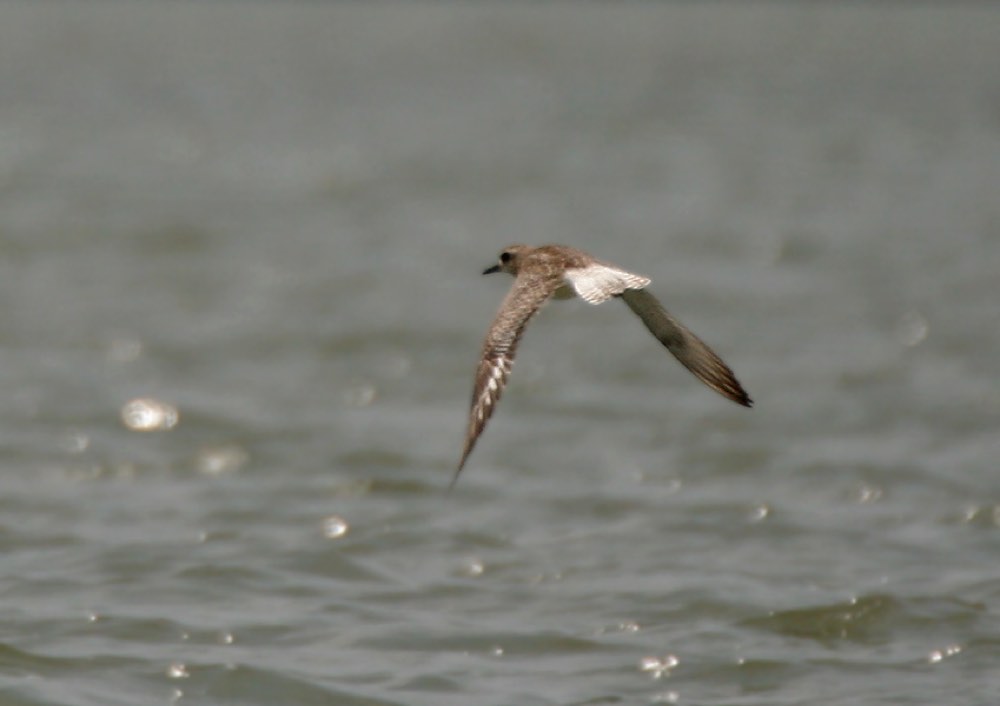 Black-bellied Plover
