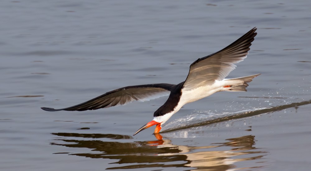 Black Skimmer