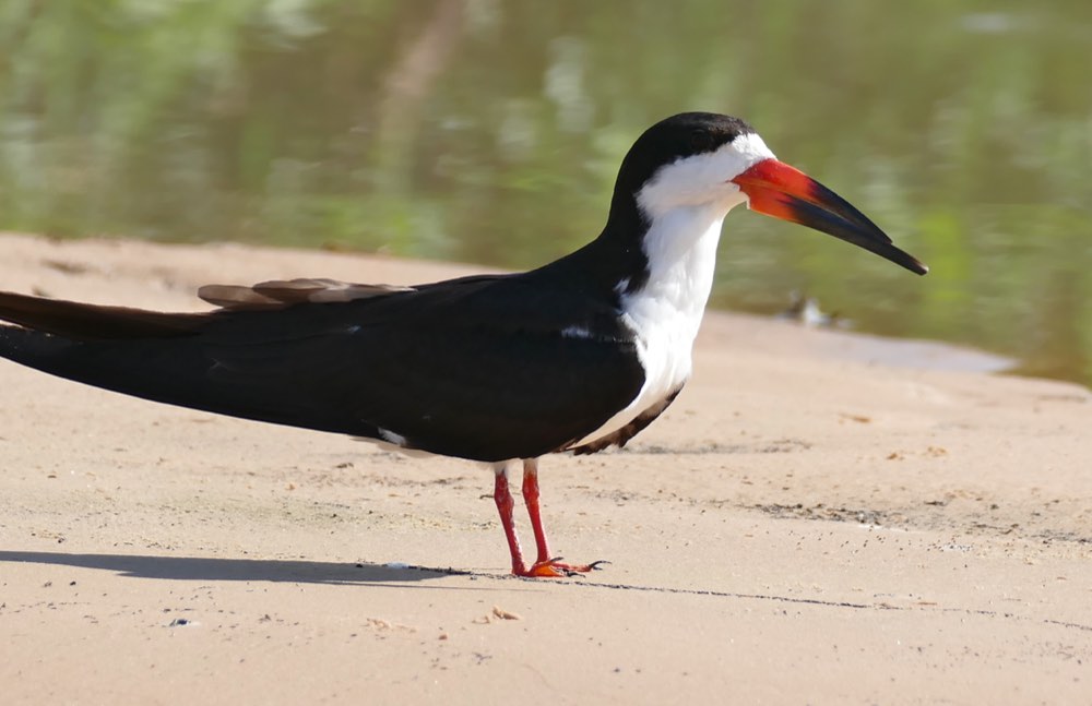Black Skimmer