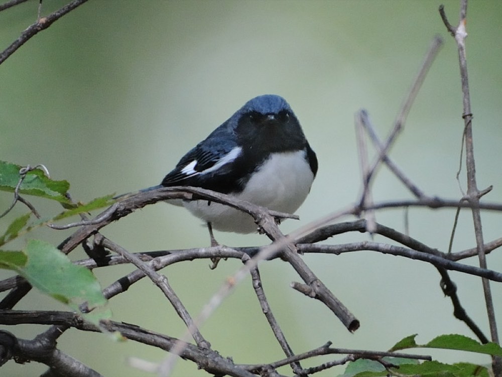 Black-throated Blue Warbler