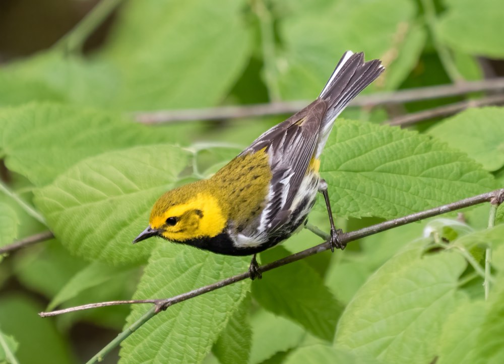 Black-throated Green Warbler