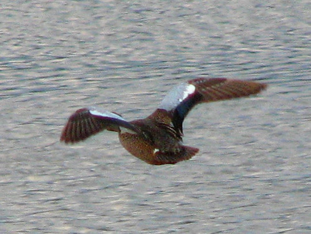 Blue-winged Teal