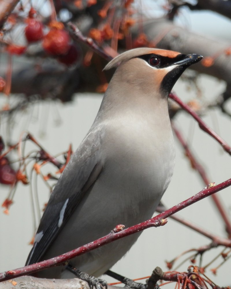 Bohemian Waxwing
