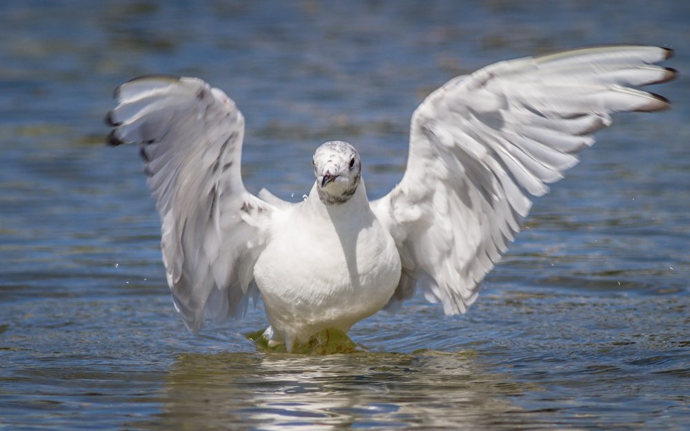 Bonaparte's Gull