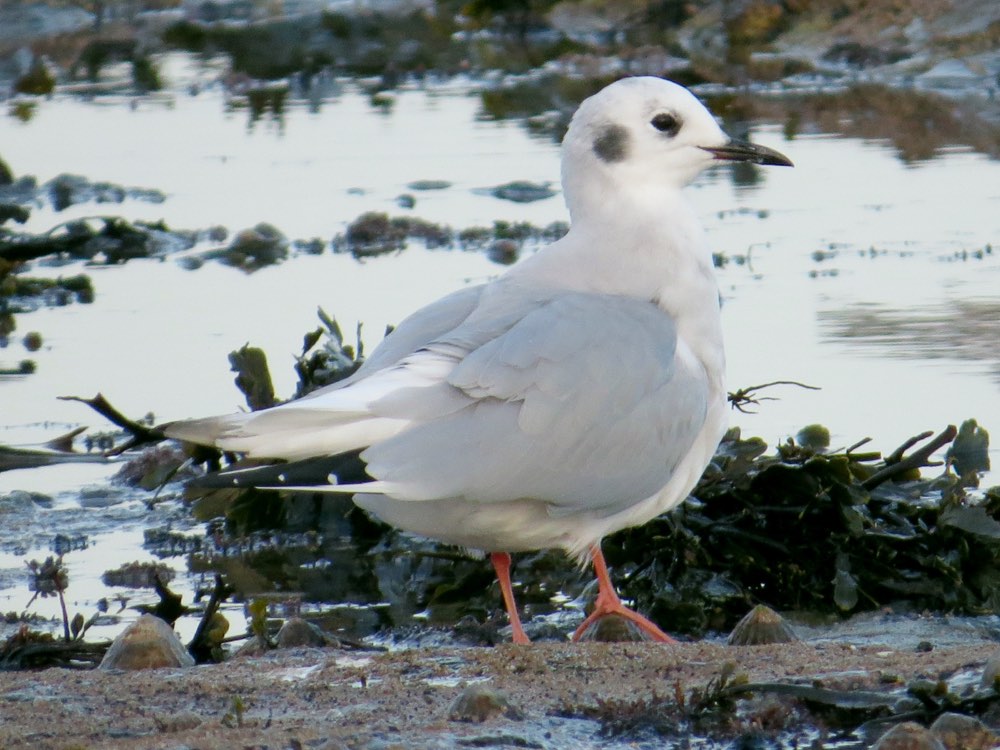 Bonaparte's Gull