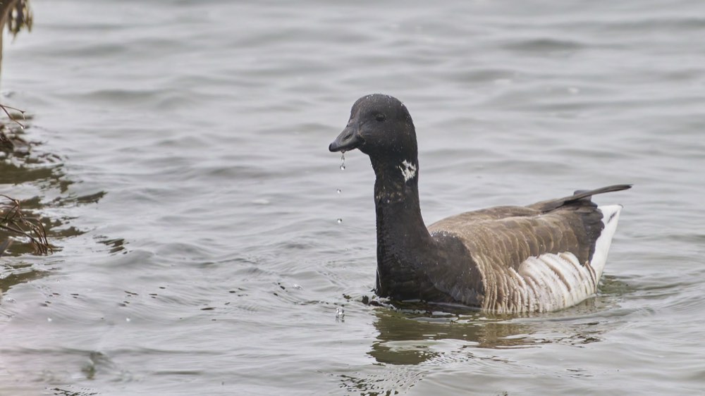 Brant