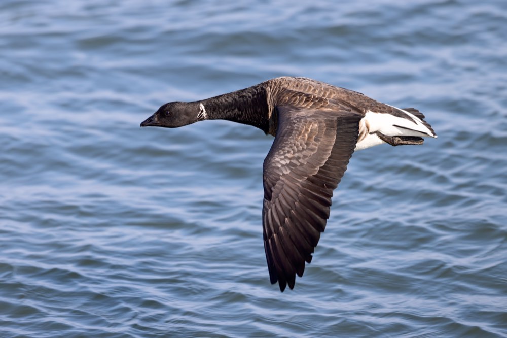 Male Brant