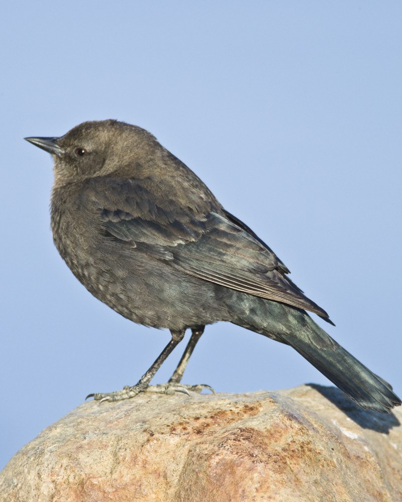 Female Brewer's Blackbird