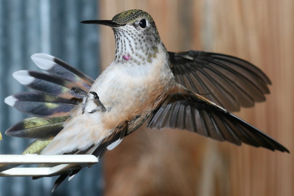 Female Broad-tailed Hummingbird
