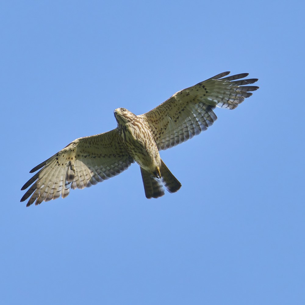 Broad-winged Hawk