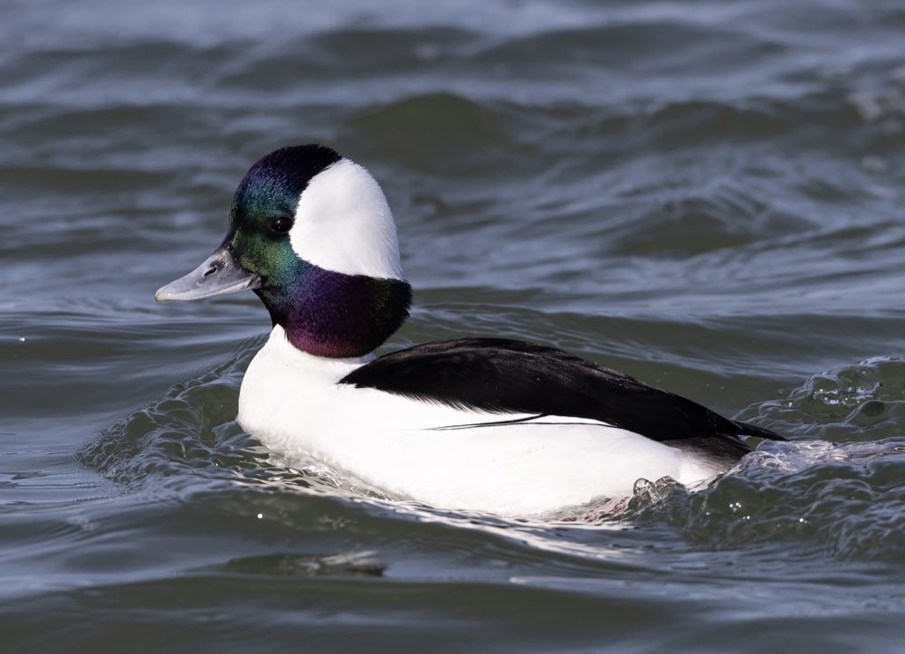 Bufflehead