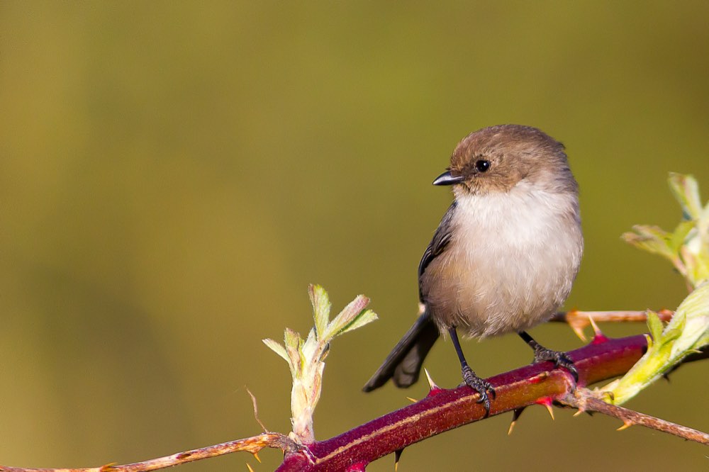 Bushtit
