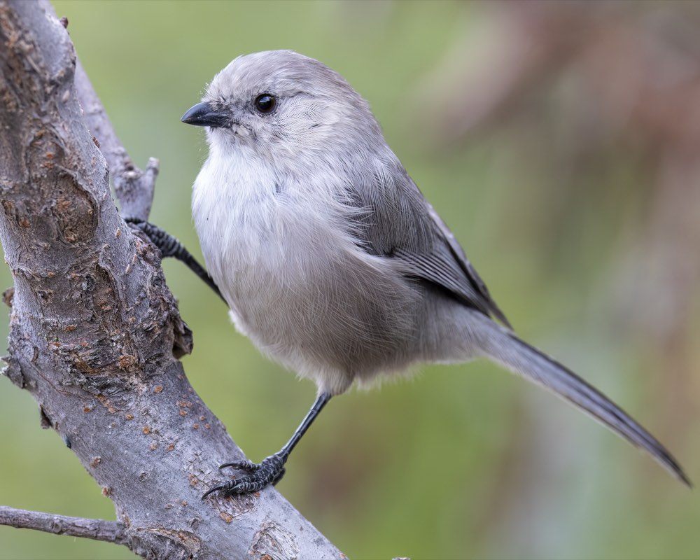 Male Bushtit