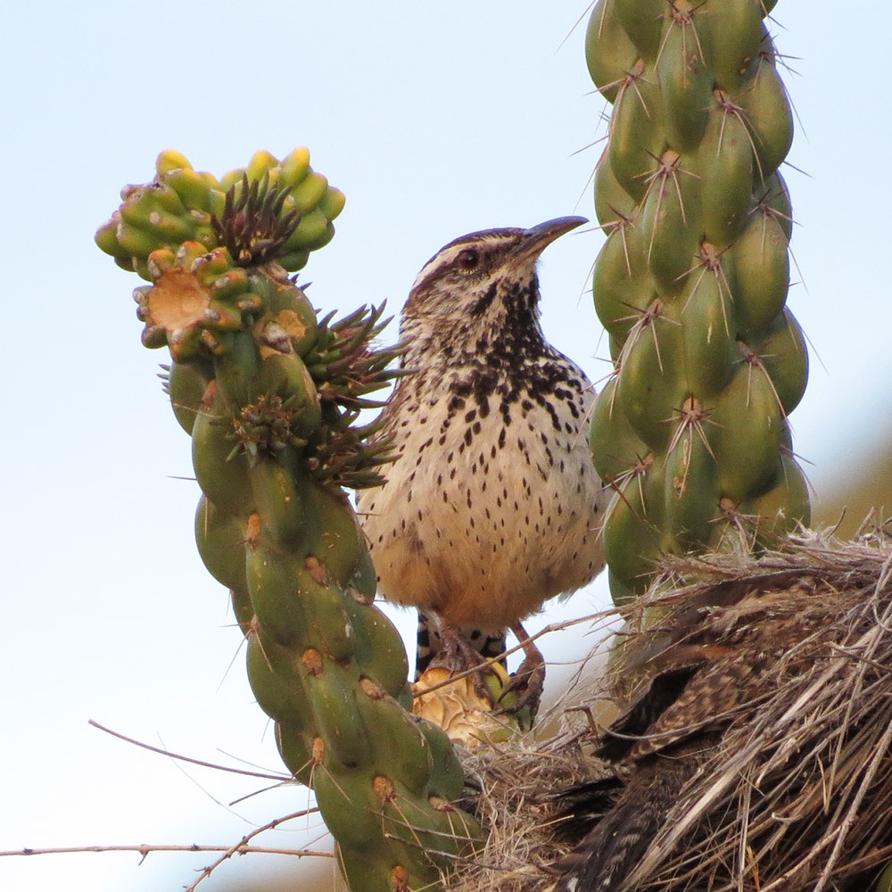 Cactus Wren