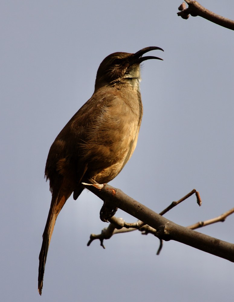California Thrasher