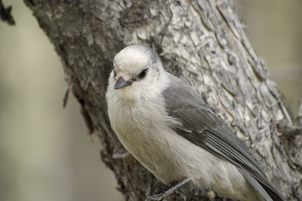 Canada Jay