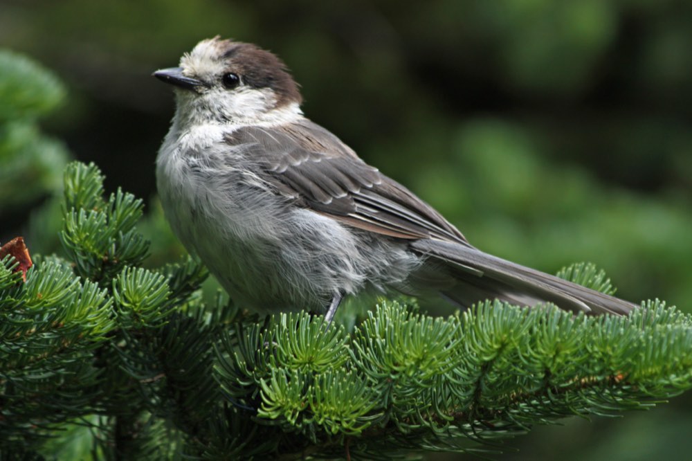 Male Canada Jay