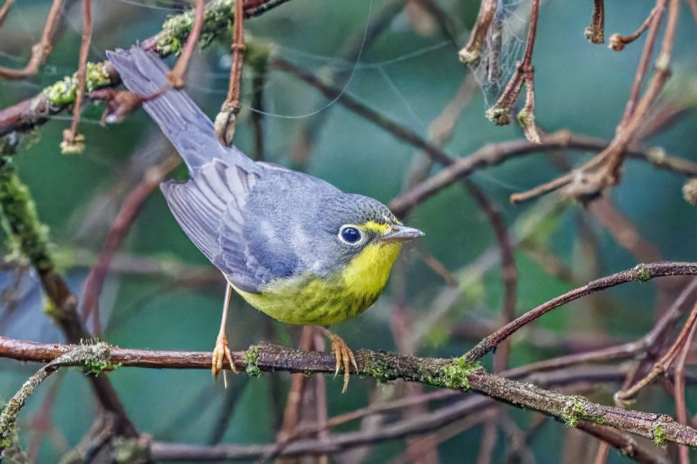 Male Canada Warbler