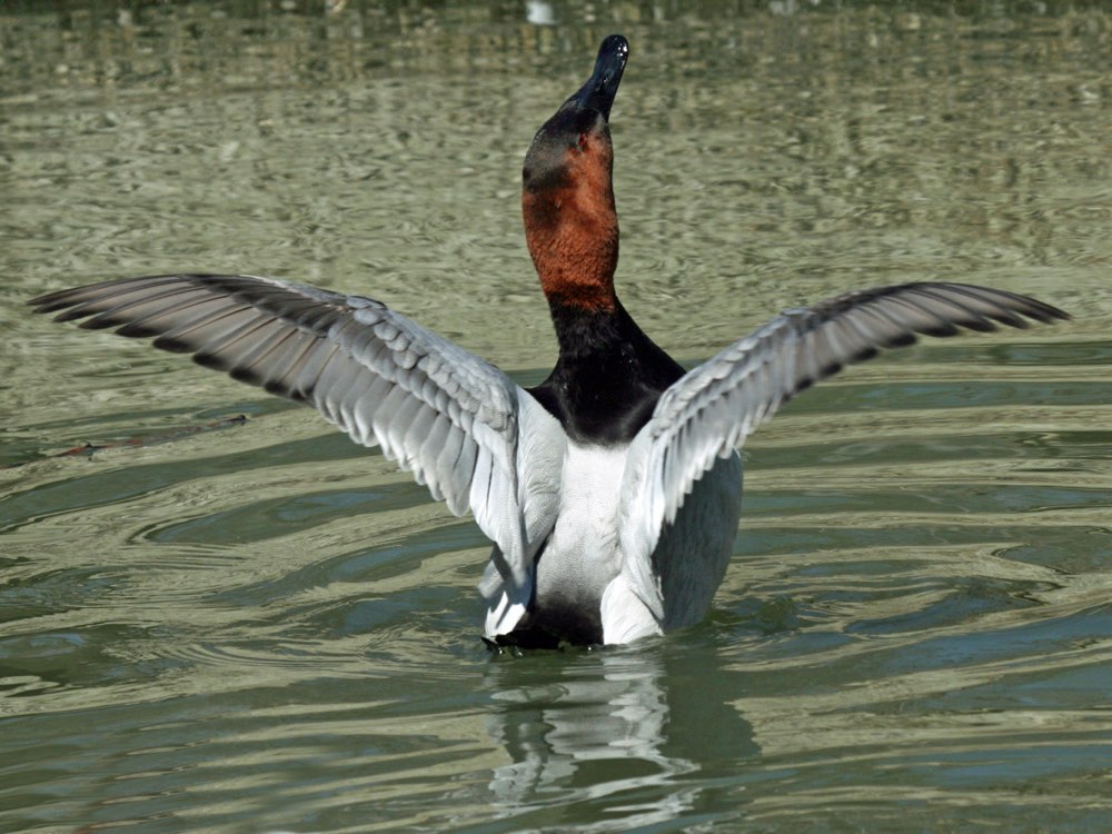 Canvasback