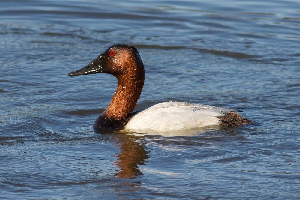 Male Canvasback