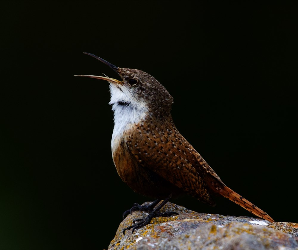 Canyon Wren