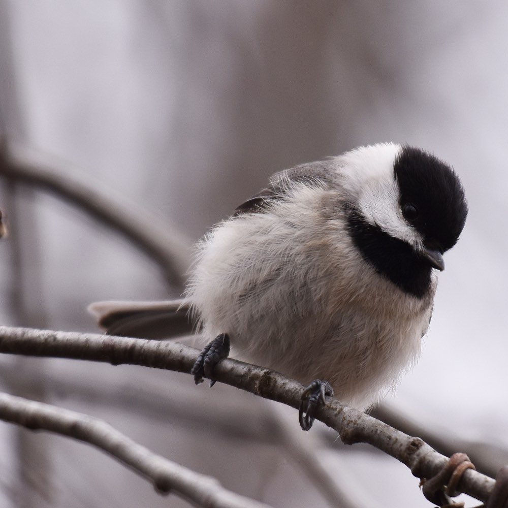 Carolina Chickadee