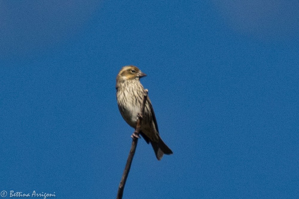 Female Cassin's Finch