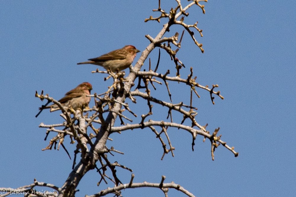 Cassin's Finch