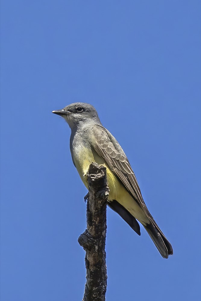 Cassin's Kingbird