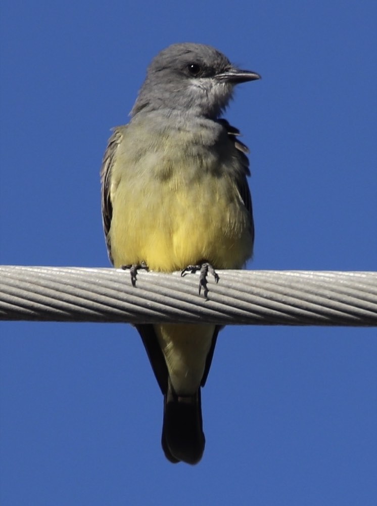 Male Cassin's Kingbird