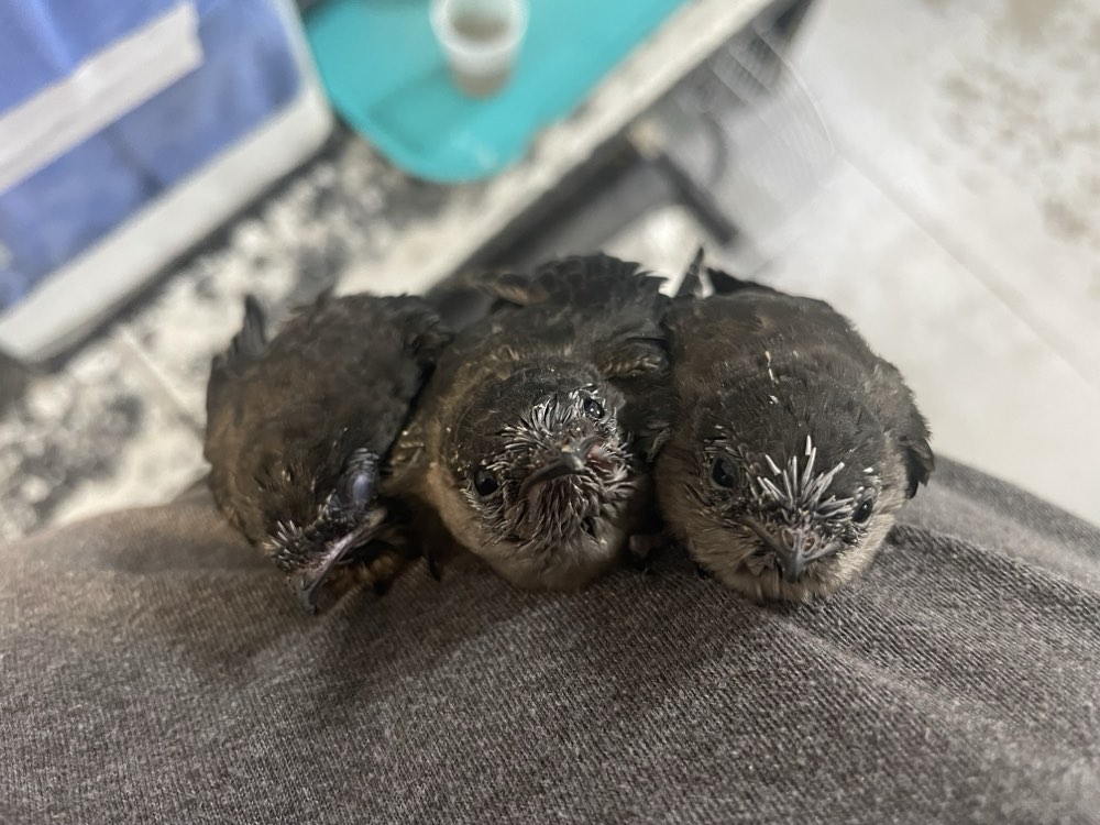 Chimney Swift