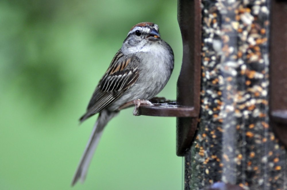 Chipping Sparrow