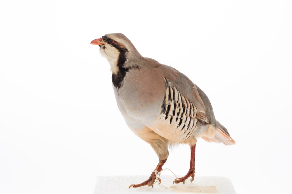 Male Chukar