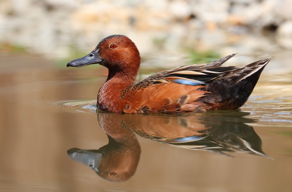 Cinnamon Teal