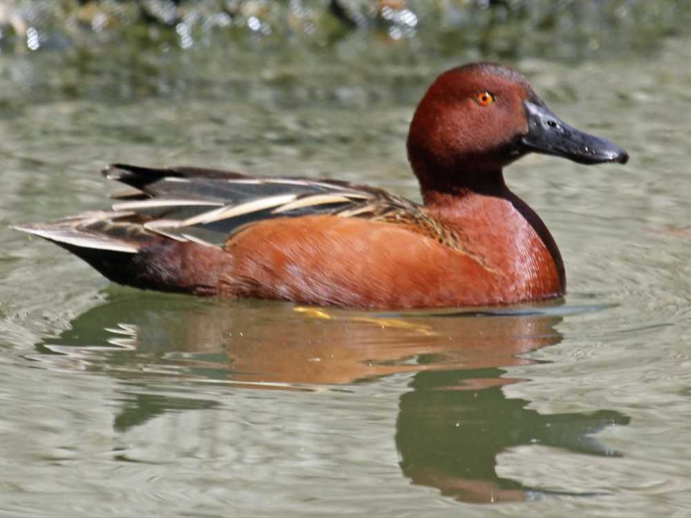 Cinnamon Teal