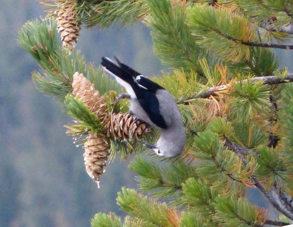 Clark's Nutcracker