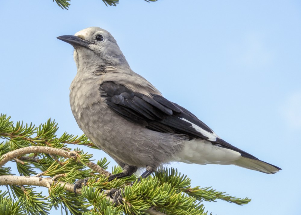 Clark's Nutcracker