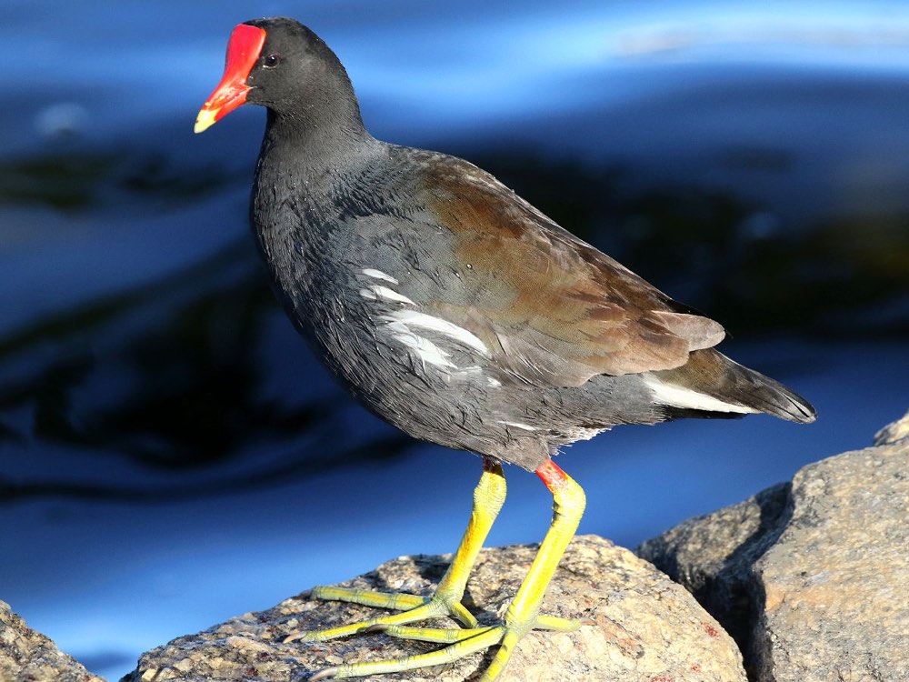 Common Gallinule