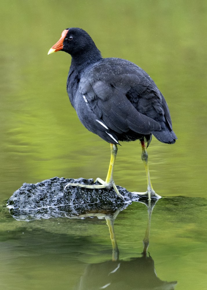 Common Gallinule