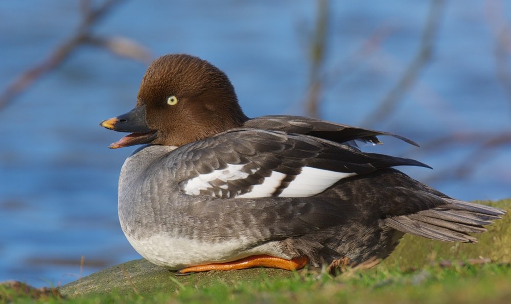 Female Common Goldeneye