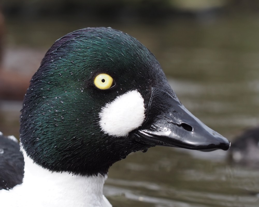Common Goldeneye